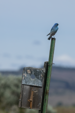 B02MountainBluebirdMaleByBirdHouse2C2A2346.png B02MountainBluebirdMaleByBirdHouse2C2A2346.png