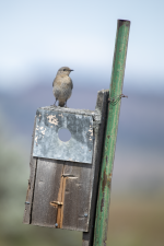 B06MountainBluebirdFemaleOnNestBox2C2A2367.png B06MountainBluebirdFemaleOnNestBox2C2A2367.png