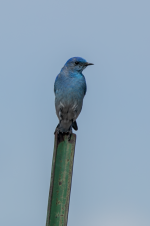 B03aMountainBluebirdMale2C2A2353.png B03aMountainBluebirdMale2C2A2353.png