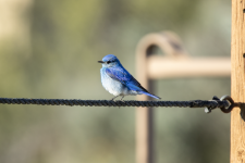 B04MountainBluebirdMale2C2A2214.png B04MountainBluebirdMale2C2A2214.png