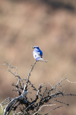 B05MountainBluebirddMaleWInsects2C2A2197.png B05MountainBluebirddMaleWInsects2C2A2197.png