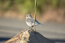 B07MountainBluebirdFemale2C2A2222.png B07MountainBluebirdFemale2C2A2222.png