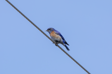 B08WesternBluebirdMale2C2A2298.png B08WesternBluebirdMale2C2A2298.png