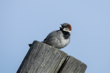 C09HouseSparrowMaleSinging2C2A2254.png C09HouseSparrowMaleSinging2C2A2254.png