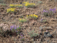 A06MixedWildflowersP5170091.png A06MixedWildflowersP5170091.png