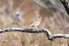 C10VesperSparrow2C2A2330.png C10VesperSparrow2C2A2330.png