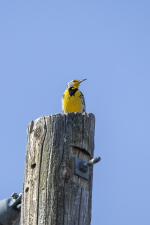 C11WesternMeadowlark2C2A2247.png C11WesternMeadowlark2C2A2247.png
