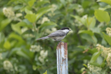 C12BlackCappedChickadee2C2A2467.png C12BlackCappedChickadee2C2A2467.png
