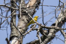 C14NYellowWarbler2C2A2435.png C14NYellowWarbler2C2A2435.png