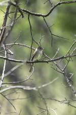 C16WesternWoodPewee2C2A2424.png C16WesternWoodPewee2C2A2424.png