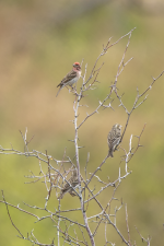 Z13CassinsFinches2C2A2546.png Z13CassinsFinches2C2A2546.png
