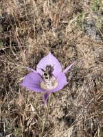 IMG_7517.jpeg