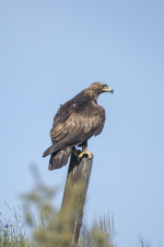 D00GoldenEagleJuvenile2C2A2241.png D00GoldenEagleJuvenile2C2A2241.png