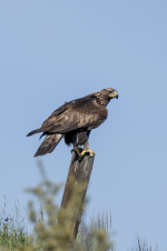 D01GoldenEagleJuvenile2C2A2236.png D01GoldenEagleJuvenile2C2A2236.png