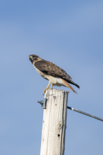 D02RedTailedHawkAdult2C2A2184.png D02RedTailedHawkAdult2C2A2184.png