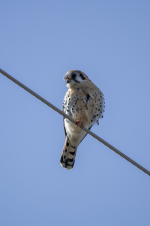 D03AmericanKestrelMale2C2A2276.png D03AmericanKestrelMale2C2A2276.png