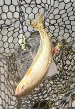 IMG_3079.jpeg IMG_3079.jpeg