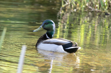 A01MallardDrake2C2A8295.png A01MallardDrake2C2A8295.png