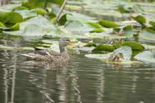 A02MallardHenWDucklings2C2A0072.png A02MallardHenWDucklings2C2A0072.png