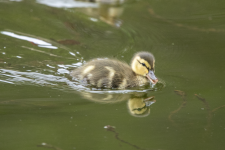 A03MallardDuckling2C2A0100.png A03MallardDuckling2C2A0100.png
