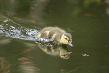 A04MallardDucklingInMotorboatMode2C2A0104.png A04MallardDucklingInMotorboatMode2C2A0104.png