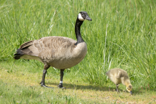 B05CanadaGoose&Gosling2C2A0536.png B05CanadaGoose&Gosling2C2A0536.png