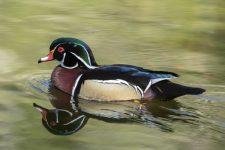 C07WoodDuckDrake2C2A0229.png C07WoodDuckDrake2C2A0229.png