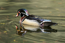 C08WoodDuckDrake2C2A0244.png C08WoodDuckDrake2C2A0244.png