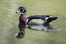 C09WoodDuckDrake2C2A0309.png C09WoodDuckDrake2C2A0309.png