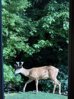 IMG_0981.jpeg