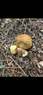 Shrooms.png