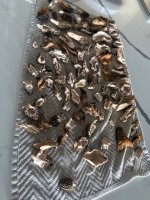 shrooms2.jpg
