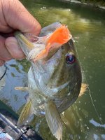 IMG_2038.jpeg