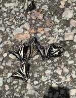 IMG_0993.jpeg