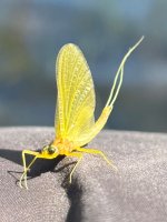 IMG_4073.jpeg