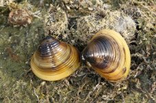 Asian clams.jpg Asian clams.jpg