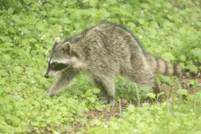 Raccoon2C2A2133Trim.png Raccoon2C2A2133Trim.png