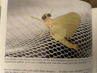 IMG_5931.jpeg