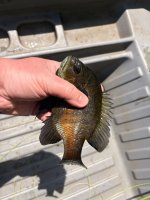 IMG_1228.jpeg