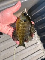 IMG_1217.jpeg