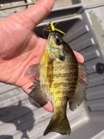 IMG_1236.jpeg