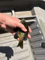 IMG_1226.jpeg