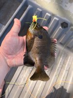 IMG_1216.jpeg