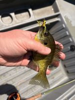 IMG_1225.jpeg