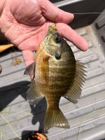 IMG_1232.jpeg