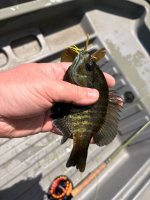 IMG_1231.jpeg
