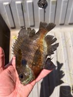 IMG_1222.jpeg