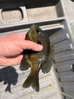 IMG_1230.jpeg