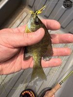 IMG_1240.jpeg