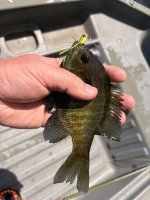 IMG_1229.jpeg